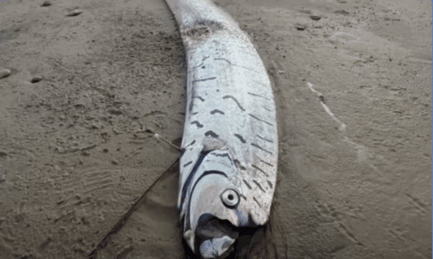 Rare ‘doomsday fish’ wash ashore, in India and Australia sparking doomsday fears